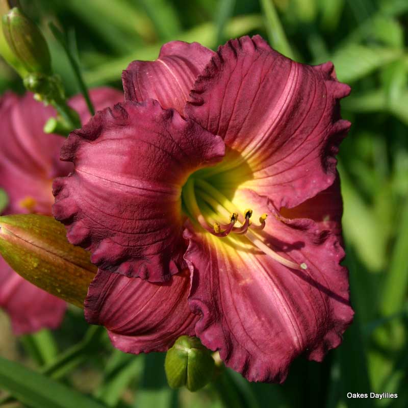 Hemerocallis 'Siloam Royal Prince'
